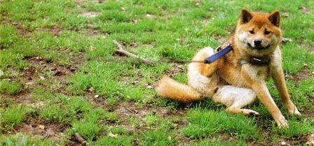 Pet Health Problems: Chemical Pesticides and Poor Diet
